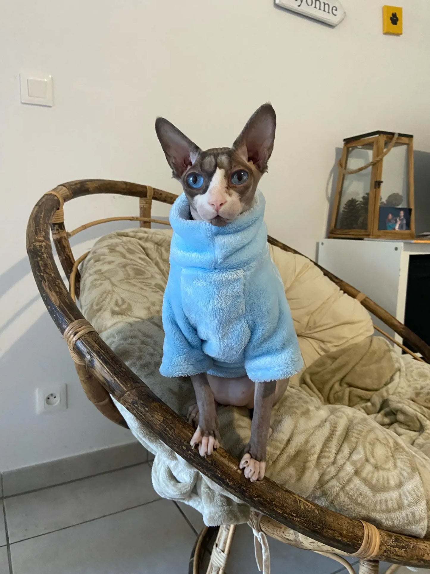 Sphynx Cat Sweater Hoodie 🐾