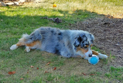 CAITEC Dog Toy Amazing Squeaker Ball Durable Floatable Springy Bite Resistant Best for Tossing Chasing Foraging Medium Large Dog