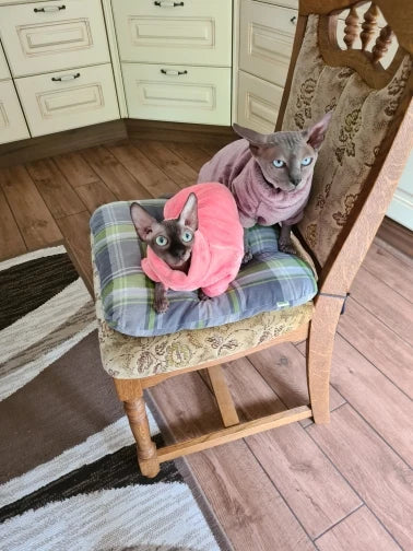 Sphynx Cat Sweater Hoodie 🐾